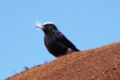 Witkruintapuit